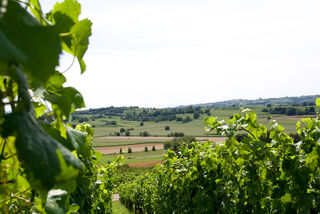 Ausblick über die Weinreben