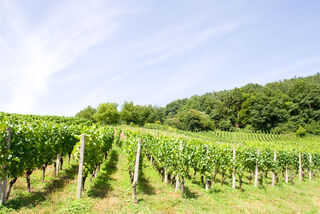 unsere Weinreben